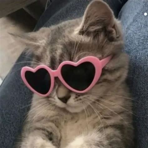 Are cat glasses good for heart.